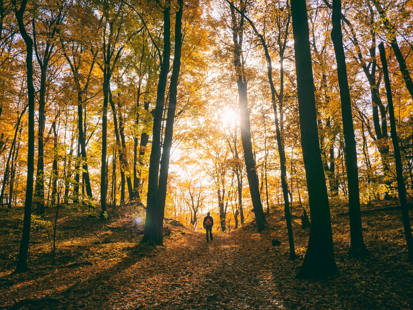 6 Tips for a Hassle-Free Hike in the Forest